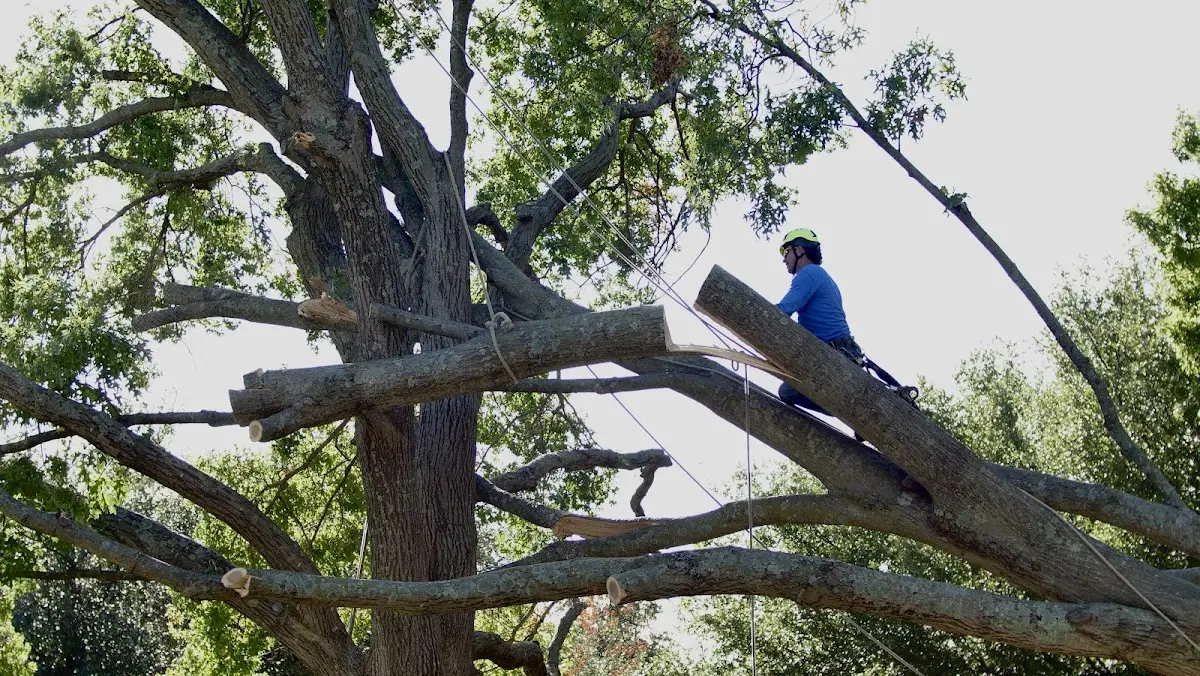 Professional Crown Thinning performed by certified arborists in New Providence