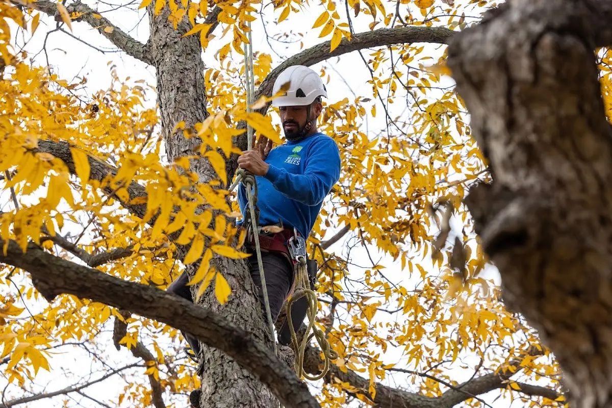 Skilled Tree Pruning crew working in New Providence